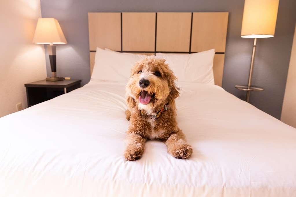 Sonesta Simply Suites Phoenix Tempe Room photo